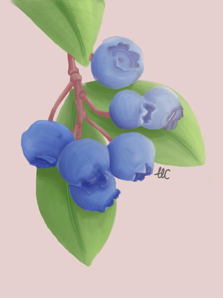 Blueberry Study